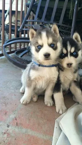 Husky siberiano Um campeão esperando por uma torcida