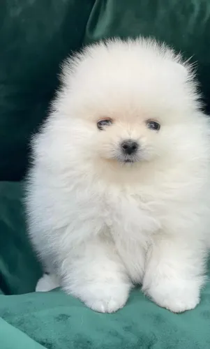 Cachorro Lulu da Pomerania oportunidade especial para dia dos namorados.