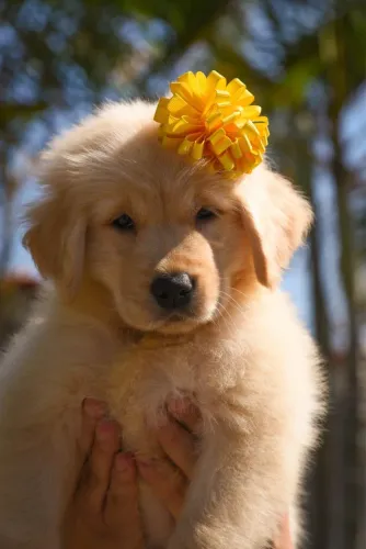 Golden Retriever fêmea filhote