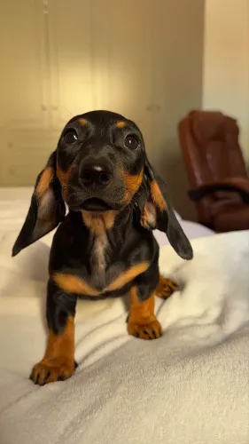 filhote de basset