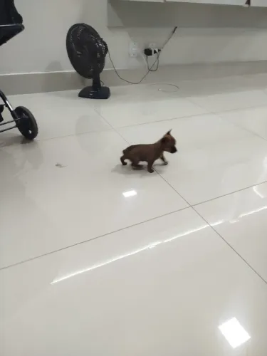 Pinscher machinho zero