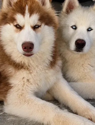 Filhotes de Husky Siberiano - Linhagem Selecionada 