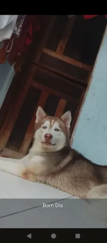 Husky Siberiano