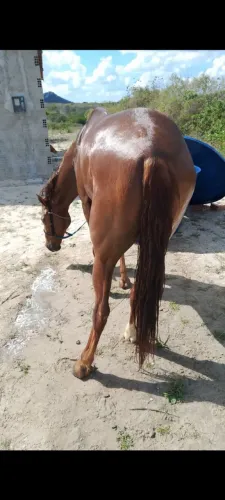 Vendo ou troco cavalo QM de esteira 