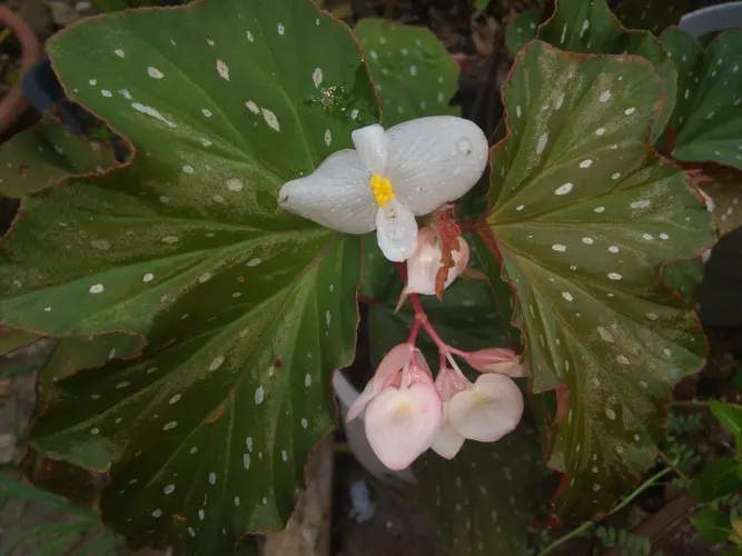 Jardim plantas asinha de anjo