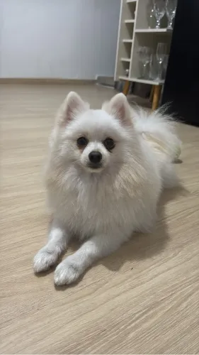 Disponível pra cruza spitz/ Lulu macho