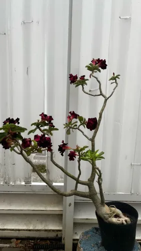 Rosa do deserto amarela e roxa.