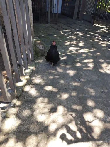 Vendo ganso patas e casal de Galizé 