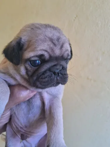 Lindos pug. 3 machinho. E mae