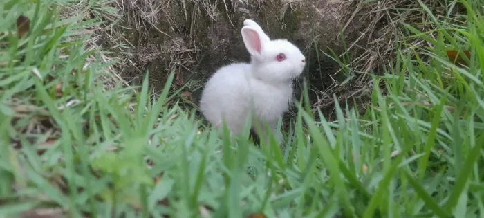 Coelho mini