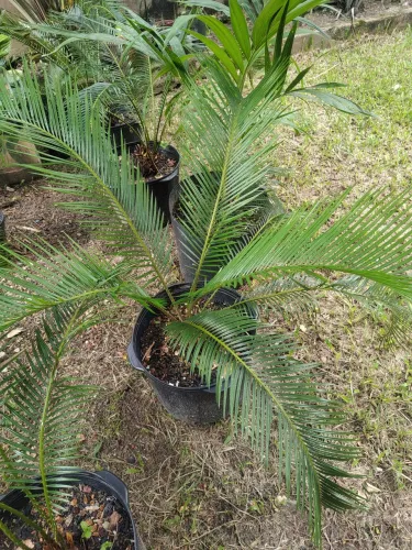 Vendo lindas mudas de Palmeira Cyca