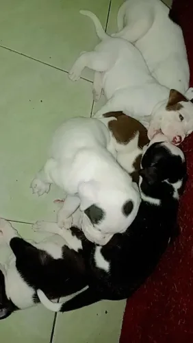 Pit Bull filhotes
