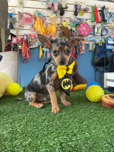 Pinscher miniatura macho com 3 meses $2.400,00