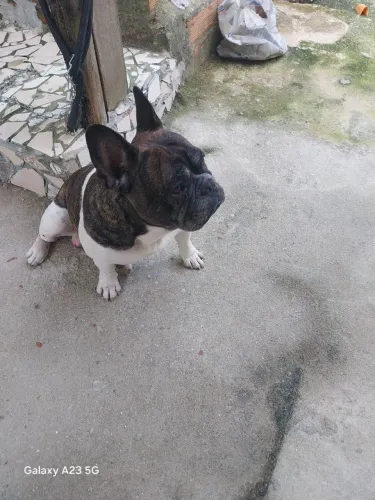 Cachorro