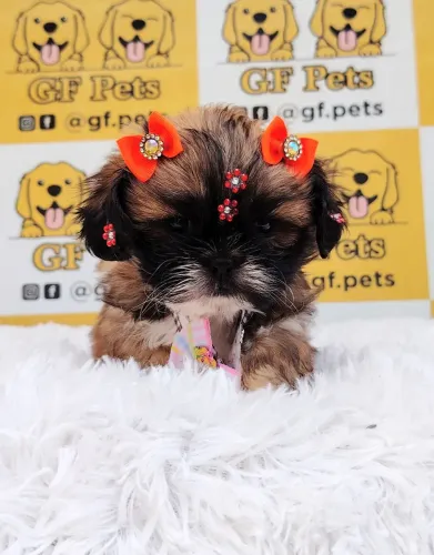Shihtzu macho e fêmea em promoção