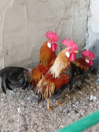 mini garnizé    3  irmãos 