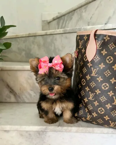 Yorkshire Terrier Mini Face