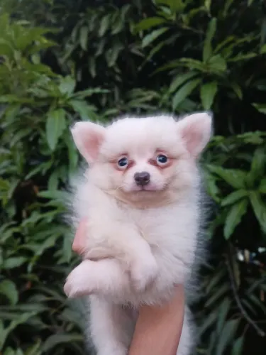 Lindo filhote raposinho macho de spitz alemão 