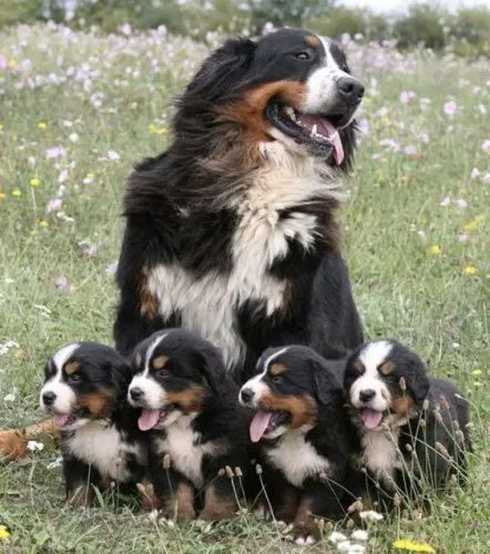 Filhotinhos bernese pelagem densa de linhagem selecionada