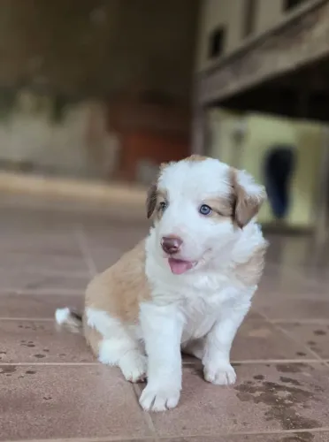 Border collie MACHO 