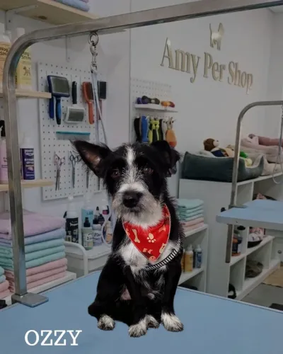 Cachorro cerca de 2 anos porte P/M (ler descrição)