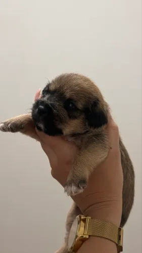 DOAÇÃO FILHOTE DE CACHORRO