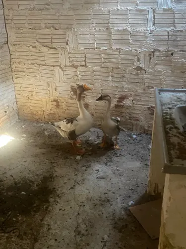 Casal de ganso disponível