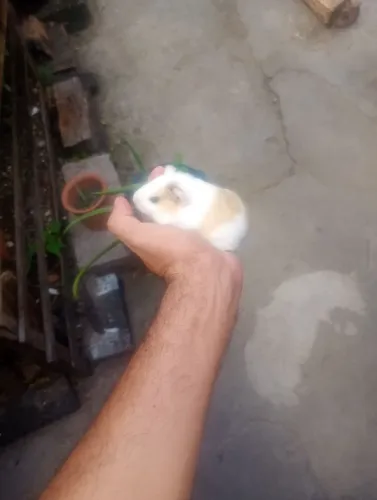 Porquinhas da índia filhotes fêmeas