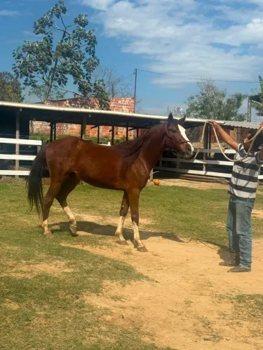 Cavalo Mangalarga Paulista 4 anos 