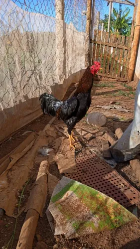 Galo índio