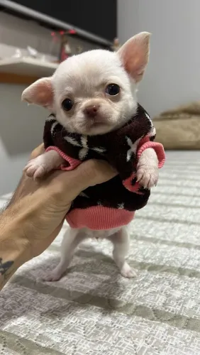 Chihuahua minúscula