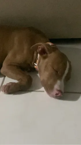 Pitbull femea linda