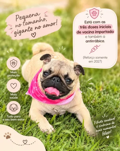 Pug Fêmea, 5 meses! Melhor companhia. Leia a descrição
