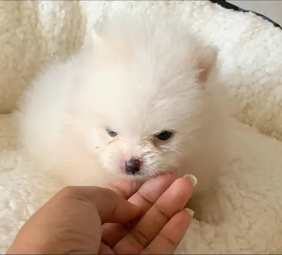 Spitz alemão macho pequenininho 
