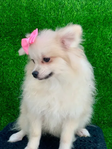 Spitz alemã fêmea