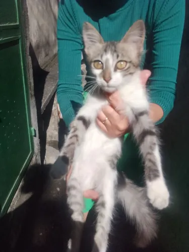 Doação de um lindo gatinho