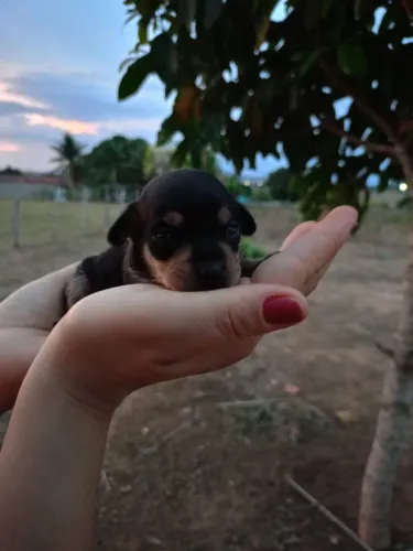 Vendo filhote de pinscher n°1, Macho