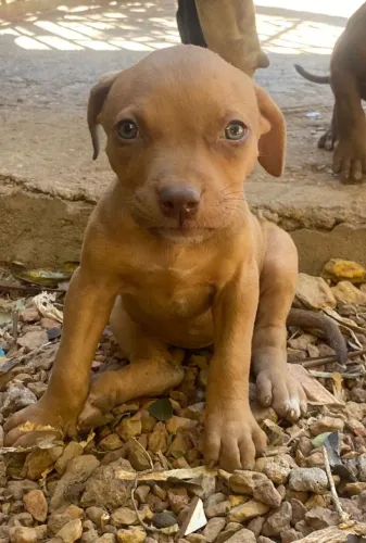 Filhotes de Pit Bull 
