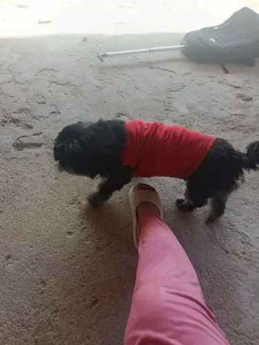 Shih Tzu doação 