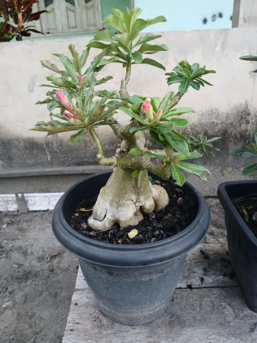 Rosa do deserto com 8 enxertos