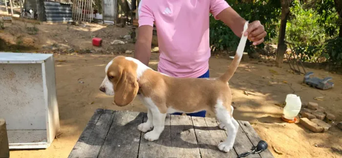 Fêmea Beagle inglês pura disponível