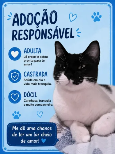 Doação de gatos