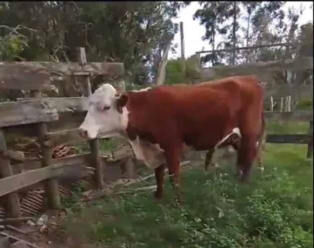 Vacas e terneiras Braford 