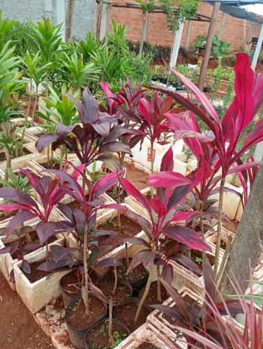 Mudas dracenas
