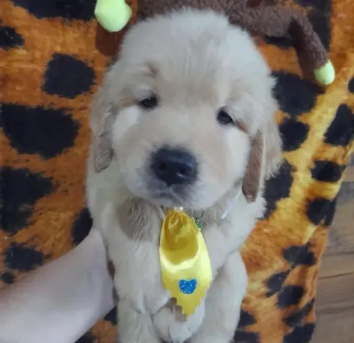Golden Retriever para reserva