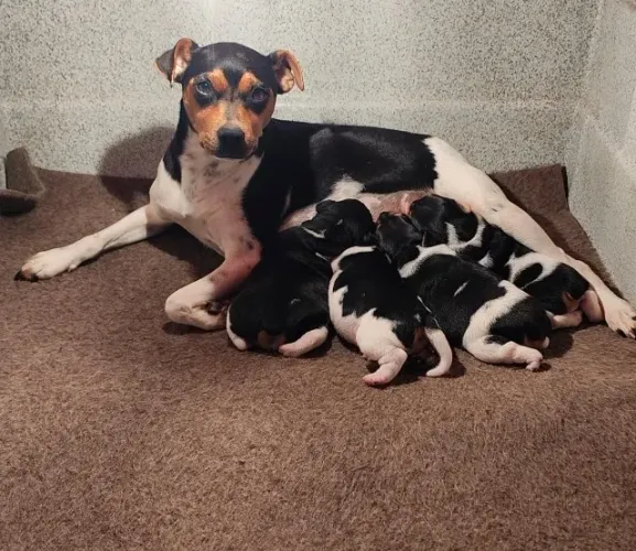 Fox Paulistinha / Terrier Brasileiro * Filhotes de ótima linhagem