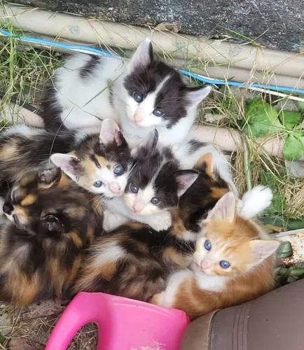 Lindos gatinhos