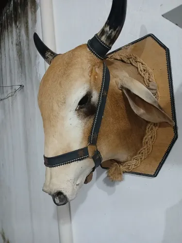 Cabeça de Boi 