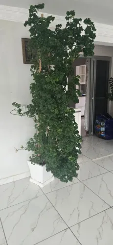 Árvore da Felicidade 