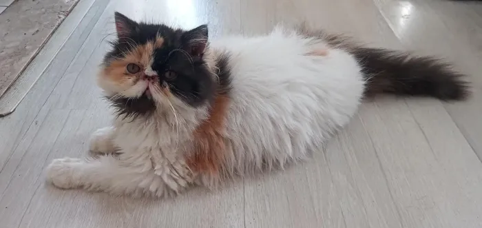 Filhote gata persa fêmea